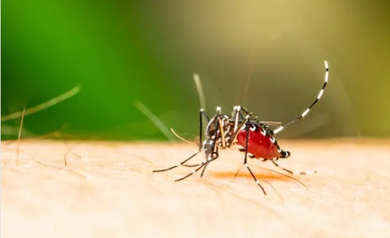Dengue Fever: Symptoms, Causes and Suggested Books for How to Prevent and control Dengue Fever