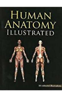 Human Anatomy Illustrated